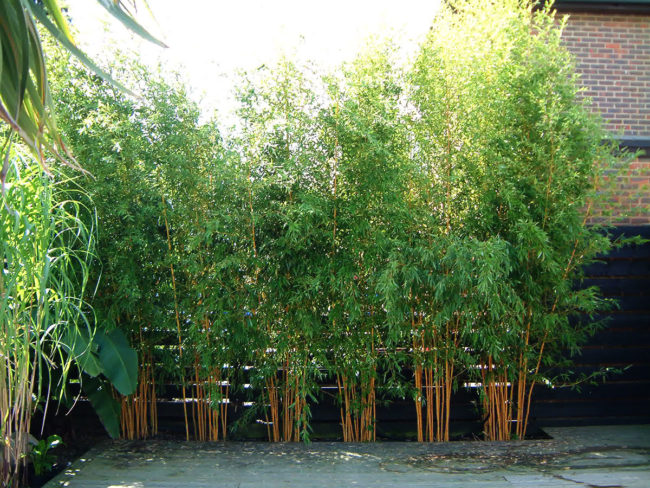 Plants & Lawns Orpington